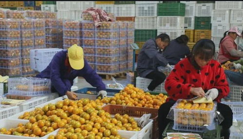 融合新業態，拓寬致富路 泰州創新食品銷售模式引領強村富民新探索