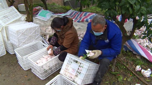 臨濟鎮 暢通銷售渠道，保障農副產品安全銷售
